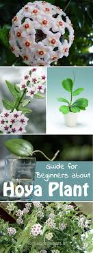 The Complete Guide For Beginners About Hoya Plant Home Gardeners