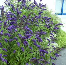 Sometimes families pass these holiday cacti down. Shrubs That Bloom All Year Year Round Shrubs According To Season Balcony Garden Web