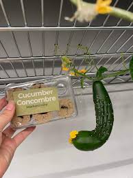 Image result for how to self pollinate cucumbers