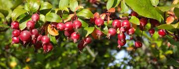 The crab apple make colourful exciting bonsai as there always seems to be something happening on the bonsai tree. Common Crabapple Diseases That Cause Summer Defoliation Arbor Experts Tree Care In Dayton Oh