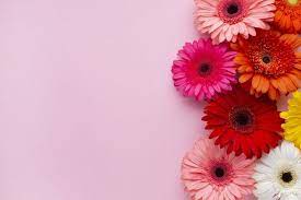 Gerbera Daisy Flowers With Pink Copy Space Background Daisy Wallpaper Flower Backgrounds Gerbera Daisy