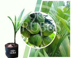 Kelapa merupakan tanaman asli yang bersal dari daerah tropis, yaitu wilayah yang terletak produktivitas tanaman kelapa yang dibudidayakan rakyat dapat mencapai sekitar 0,5 sampai 1 ton. Bibit Kelapa Pandan Wangi Toko Trubus Official