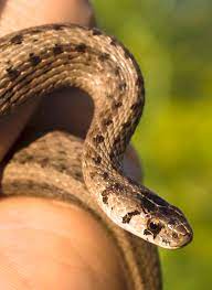 Storeria Dekayi Dekay S Brownsnake Vermont Reptile And Amphibian Atlas Reptiles And Amphibians Amphibians Reptiles