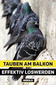 Bei Uns Erfahrst Du Tipps Wie Du Tauben Auf Eigene Faust Vertreiben Kannst Taube Vertreiben Ameisen Im Haus
