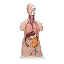 The body part definitions are arranged from the top of like a branch, once inside the lung, each bronchus divides again and again, becoming narrower and narrower. Torso Model Unisex 12 Part 3b Scientific 1000186 B09