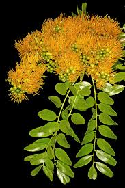 Image result for Cordyla