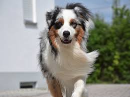 They can be born with nbt (natural bob. Rassestandard Australian Shepherd Zuchter Welpen Bayern