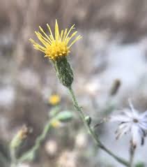 Image result for Asterochaete