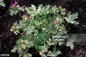 Image result for Chlorophytum macrorrhizum