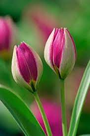 You can request your preferred room. 240 Ide Bunga Tulip Bunga Tulip Tulip Bunga