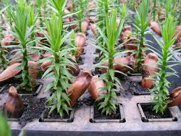Angustifolia apresenta crescimento lento até o terceiro ano. Araucaria Project Green School