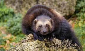 Image result for wolverine