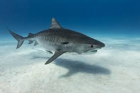Maybe you would like to learn more about one of these? Didn T Expect To See A Baby Tiger Shark Here
