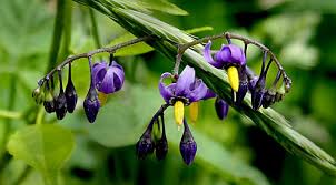 Additionally, foliage color often evolves over the seasons so that garden compositions can change from spring to fall. Purple Climbing Nightshade Wildflowers On Cape Cod Cape Cod Blog