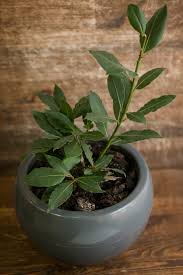 Image result for bay leaf bush foto