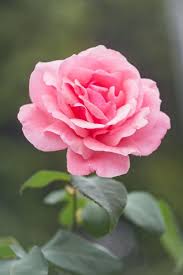 Beautiful Whatsapp Dp Flower Images Free Download In 2020 Flower Images Blooming Flowers Flower Images Free