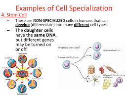 Stnd Bi 4 D 4c C Notes Cell Specialization Sickle Cell Anemia Cells Tissue Organs 11 12 13 Swbat Recognize That Cells In Multi Cellular Organisms Ppt Download