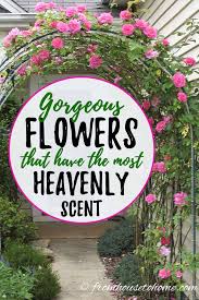 Gardeners often love to grow these plants as it offers colorful flowers with its sweet aroma for they have sweet aroma and can be grown as ornamental plant at home. Fragrant Flowers 10 Perennial Plants With The Most Beautiful Scent Gardening From House To Home Fragrant Flowers Perennial Plants Perennials