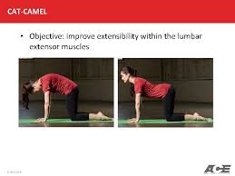 Dynamic ones such as the cat camel stretch, are particularly useful for doing other exercises in the morning. Ace Personal Trainer Manual 5 Th Edition Chapter