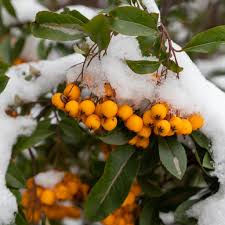 Image result for Pyracantha coccinea golden charmer
