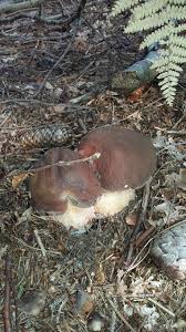 Epingle Par Oleksandr Sokolskij Sur Hriby Cepes Ecologie Champignon