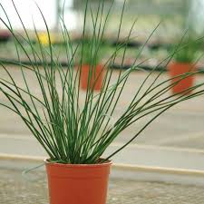 Image result for Juncus exsertus
