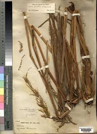 Image result for Setaria poiretiana