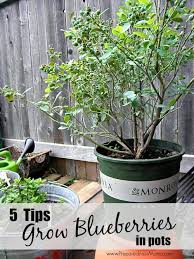 Note the light green color (chlorosis) is uniform across the leaves with no particular pattern or mottling. 5 Tips To Grow Blueberries In Pots Preparednessmama