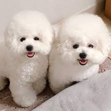 BICHON/MINI BICHON FRIES LOVERS FOR ADOPTION AND REHOMING