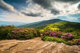 Maybe you would like to learn more about one of these? 5 Gorgeous North Carolina Hikes For Flower Lovers Point Of Blue