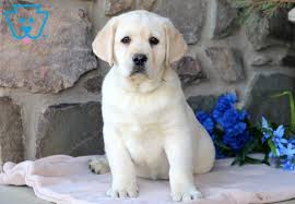 English nobles caught sight of these earnest swimmer dogs and brought a few home with them, where they became sporting dogs for royalty. English Cream Labrador Retriever Puppies For Sale Off 74 Www Usushimd Com