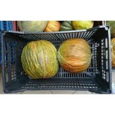 The ogre curses the king so that he will have a son born with a nose like a casaba melon. Best Prices For Melon Seeds 2