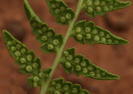 Image result for Dryopteris athamantica