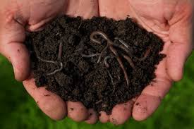 Maybe you would like to learn more about one of these? Organic Solution Premium Worm Castings Natural Nutrient For Plants Grower Today