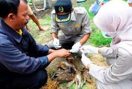 Dihalaman ini anda akan melihat gambar hewan bebek yang apik! Duh Setiap Hari Puluhan Ekor Bebek Mati Mendadak Republika Online