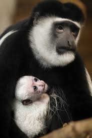 This beautiful and colorful monkey sports a pink mark on its lips and nose. Black And White And Loved All Over Zooborns