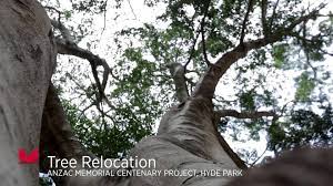 Whether there is suitable growing space? Nsw Government How Do You Relocate A 200 Tonne Tree