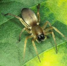 The camel is associated with desert climate, a feature that earned it the title ship of the desert. Spiders Of North West Europe Identify Information And Pictures