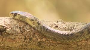 Other articles where dugite is discussed: Dugite Snake Head And Body Stock Footage Video Of Tree 153277408