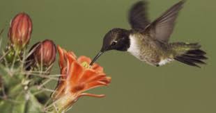 Birds Of Texas Hill Country Pictures Black Chinned Hummingbird Texas By Rolf Nussbaumer With Images Hummingbird Wild Animals Pictures Hummingbirds Photography