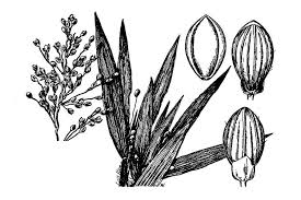 Image result for Panicum schinzii