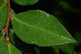 Camellia Sasanqua Leslie Ann Sasanqua Camellia Leaf Upper Image Leslie Ann Camellia Image