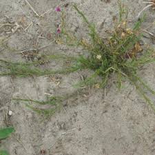 Image result for Nicolasia stenoptera