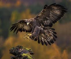 Bird Of Prey Tattoo Photograph Touch Down By Paul Keates On 500px With Images Bird Of Prey Tattoo Birds Birds Of Prey