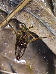 Image result for Anisopappus