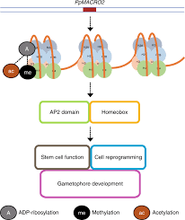 Check spelling or type a new query. A Mycorrhizae Like Gene Regulates Stem Cell And Gametophore Development In Mosses Nature Communications