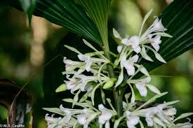 Image result for Corymborkis corymbis