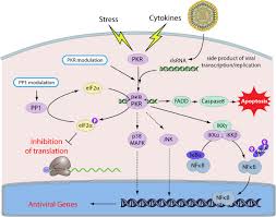 Therefore, pkr is a key factor in the host antiviral response, through inhibition of protein synthesis during viral infection. Pkr Dsrna And Stress Sensor Viralzone