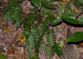 Image result for Asplenium inaequilaterale