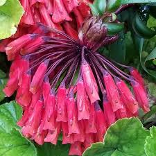 Image result for Embelia multiflora